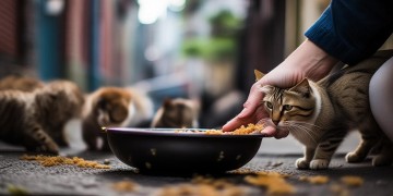 喂流浪猫，物业会违法吗？